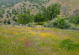 wildflowers in bloom